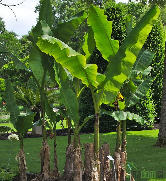 Banana Musa Orientalis - PREZIMNA