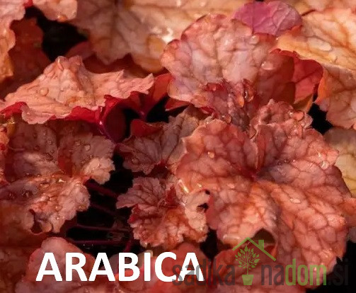 Hojhera Arabica (Heuchera world caffe) 