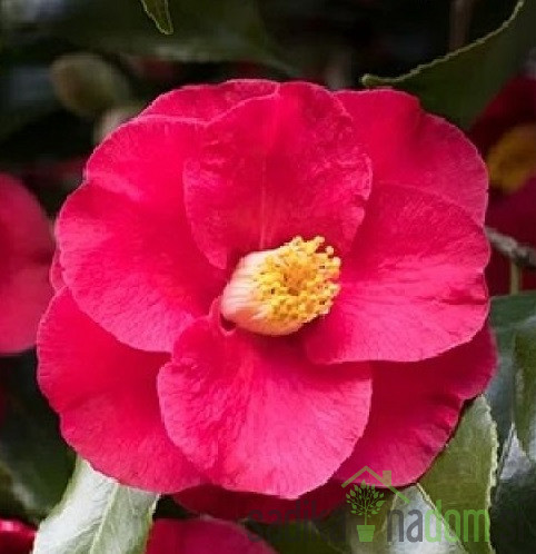 Japonska Kamelija Dr. King (Camellia japonica)