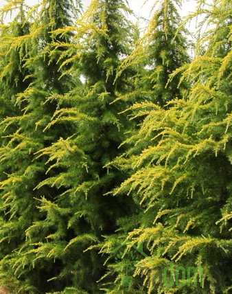 Himalajska cedra Aurea (cedrus deodora)