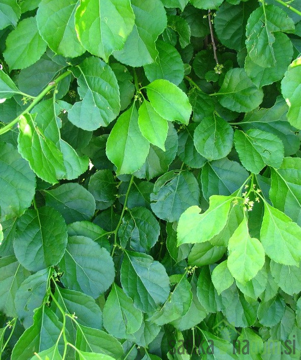 Navadni davlec/ orientalska grenčica M (Celastrus Orbiculatus)