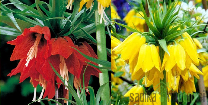 Cesarski tulipan (Fritillaria Imperialis)