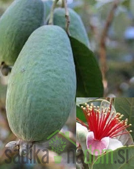 Feijoa / Fejoja Gemini (Feijoa sellowiana)