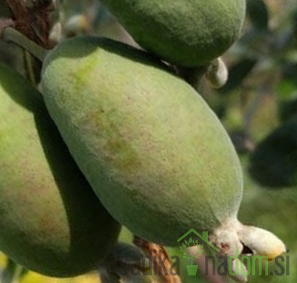 Feijoa / Fejoja Triumph (Feijoa sellowiana)