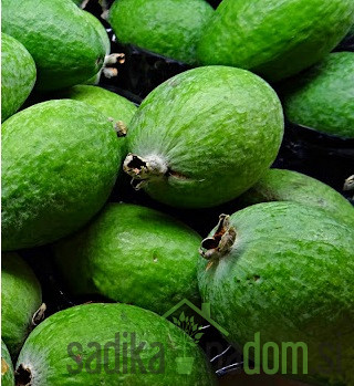 Feijoa / Fejoja Mamooth