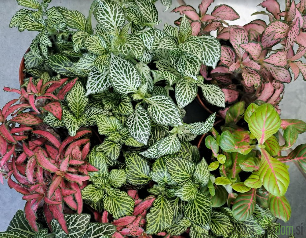 Fittonia