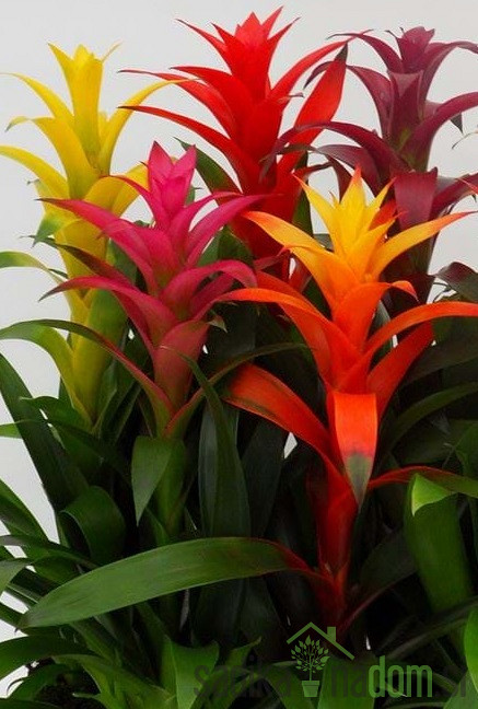 Guzmanija (Guzmania)