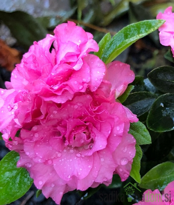 Rododendron Anna (Rhododendron hybridium)