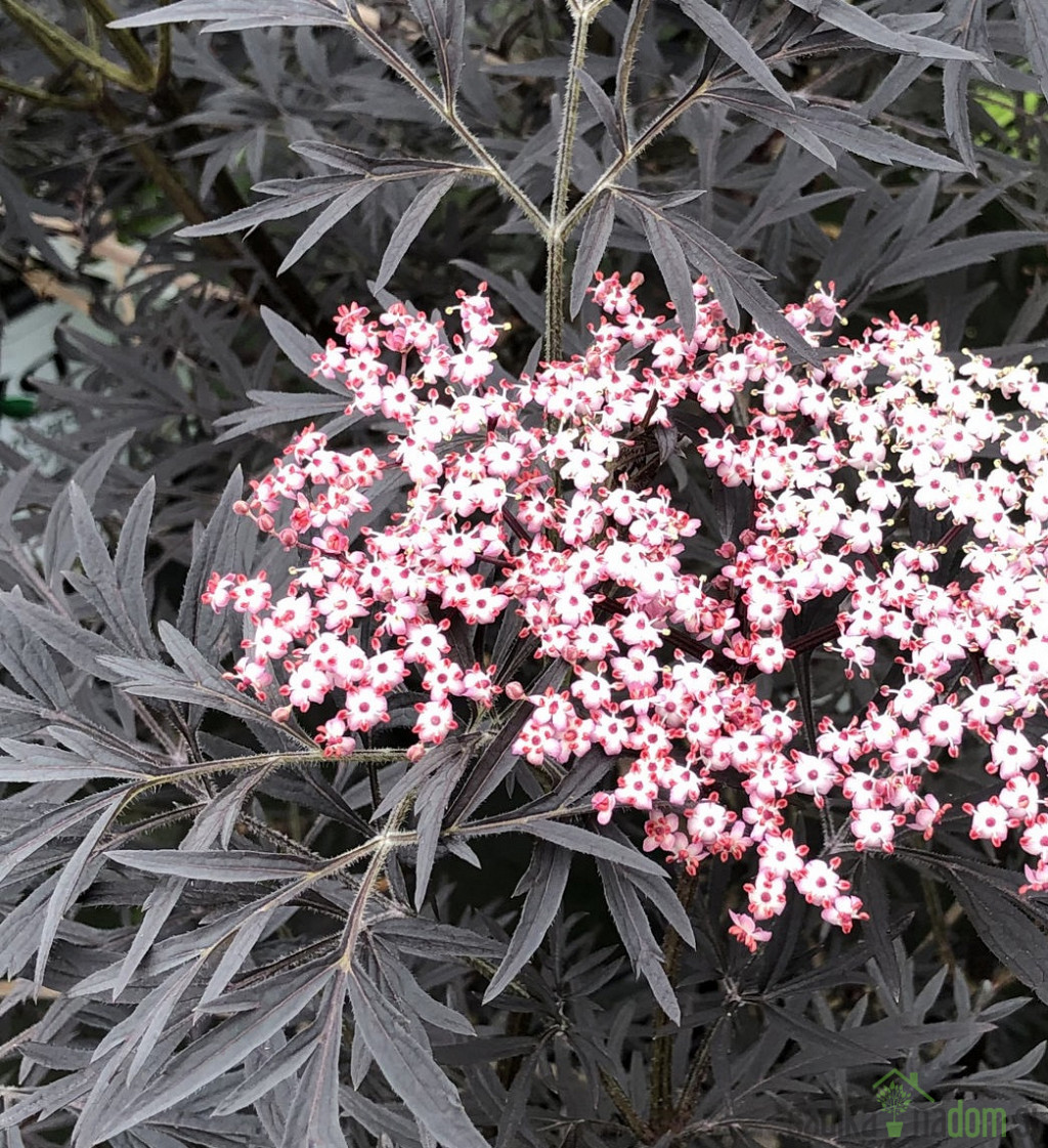 Črni bezeg Black Lace Eva (Sambucus Nigra) 