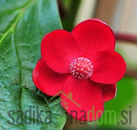 Šisandra rubriflora (schisandra rubriflora) - OKRASNA