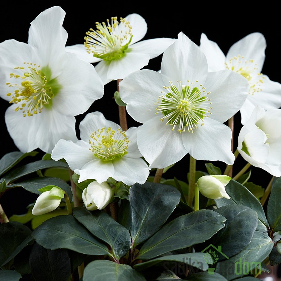 Teloh (Helleborus niger)