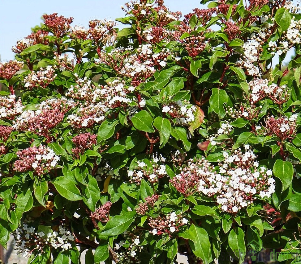 Nepravi lovor (Viburnum Tinus Brogovit)