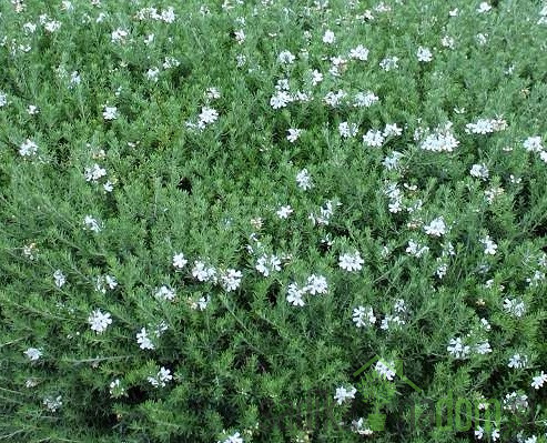 Rožmarinovolistna vestringija (Westringia fructiosa)