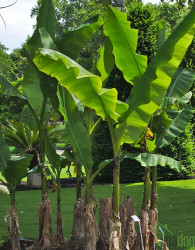 Banana Musa Orientalis - PREZIMNA