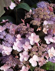 Hortenzija Hot Chocolate (Hydrangea Aspera)