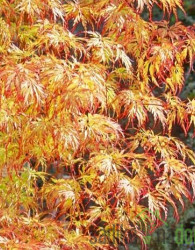 Javor japonski Orange Lace (Acer japonicum)