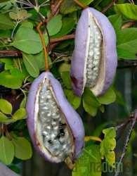 Akebija / Akebia Quinata Alba