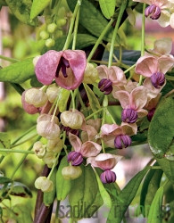 Akebija / Akebia Quinata Silver Bells