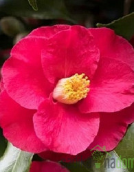 Japonska Kamelija Dr. King (Camellia japonica)