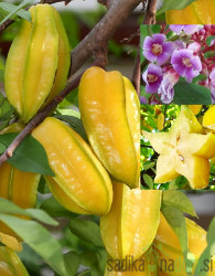 Karambola (Averrhoa Carambola)