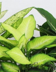 Dieffenbachia Luxe 