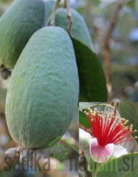 Feijoa / Fejoja Gemini (Feijoa sellowiana)