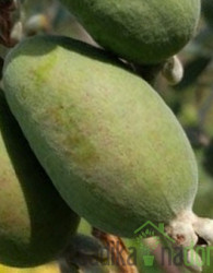 Feijoa / Fejoja Triumph (Feijoa sellowiana)