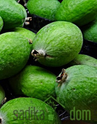 Feijoa / Fejoja Mamooth