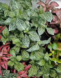 Fittonia