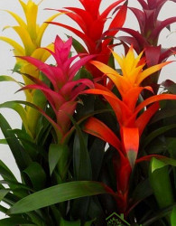 Guzmanija (Guzmania)