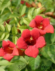 Jasminova troblja Flamenco (Campsis Radicans)