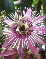 Pasijonka / Marakuja / Passiflora - OKRASNA