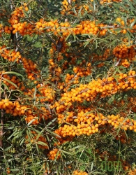 Rakitovec Friesdorfer Orange / Solo (Hippophae rhamnoides) - SAMOOPLODEN