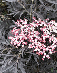 Črni bezeg Black Lace Eva (Sambucus Nigra) 