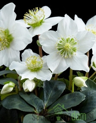 Teloh (Helleborus niger)