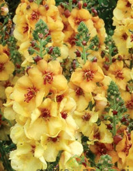 Verbascum Honey Dijon