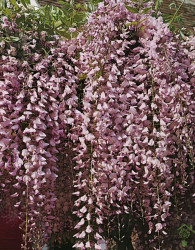 Glicinija Rosea Wisteria floribunda)