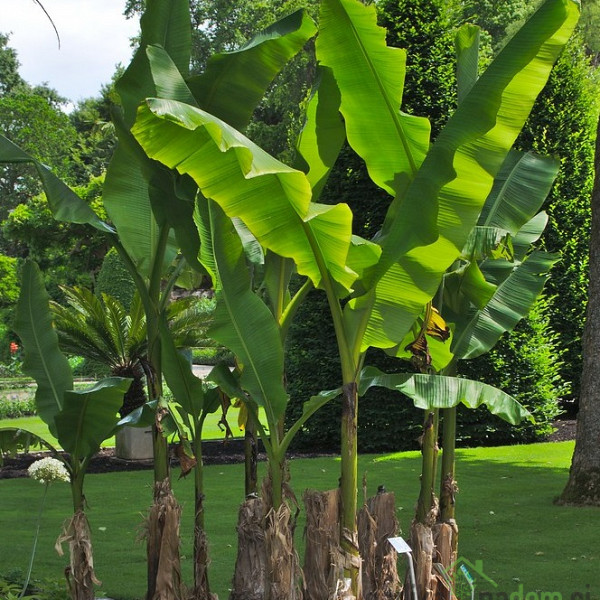 Banana Musa Orientalis - PREZIMNA