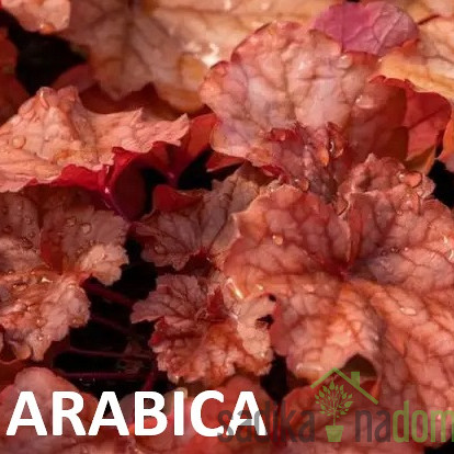 Hojhera Arabica (Heuchera world caffe) 