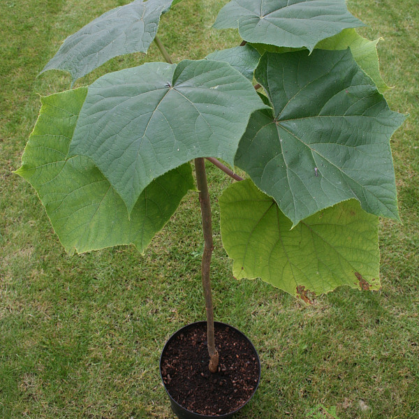 Pavlovnija / Paulownia