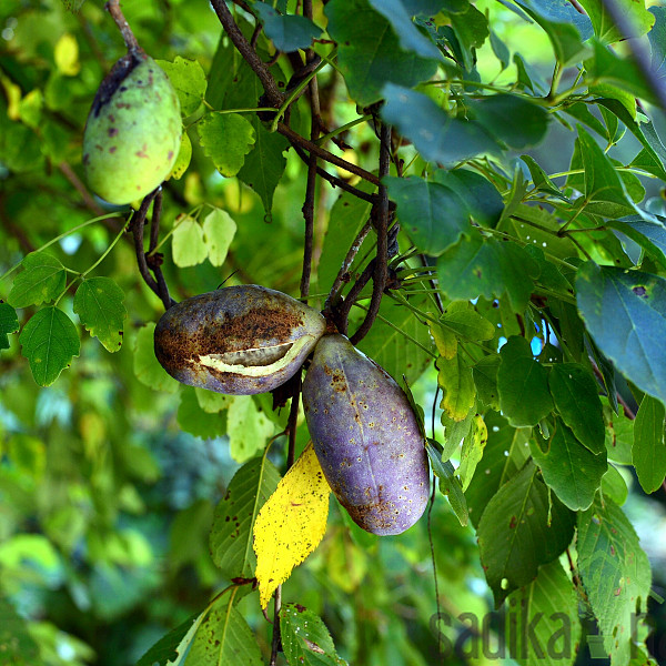 Akebija / Akebia Trifoliata