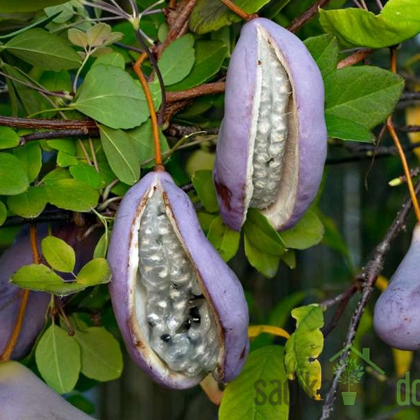 Akebija / Akebia Quinata Alba