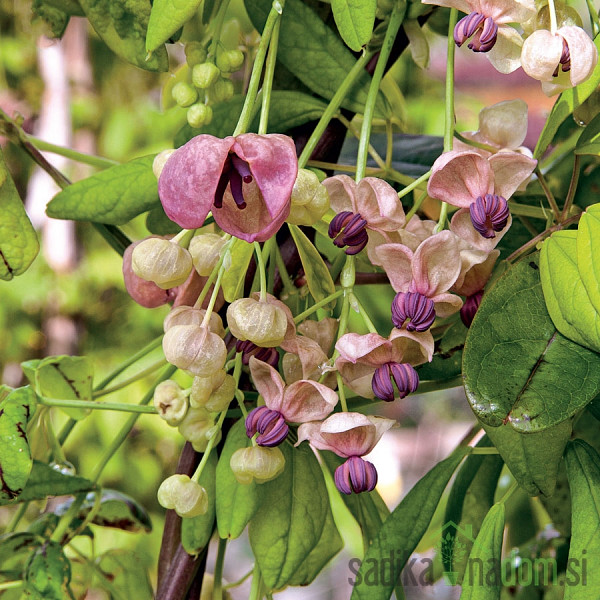 Akebija / Akebia Quinata Silver Bells