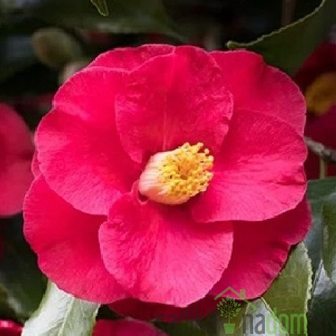 Japonska Kamelija Dr. King (Camellia japonica)