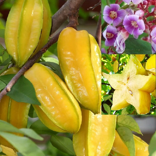 Karambola (Averrhoa Carambola)