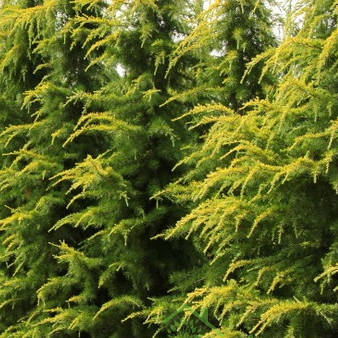 Himalajska cedra Aurea (cedrus deodora)