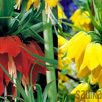 Cesarski tulipan (Fritillaria Imperialis)