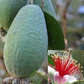 Feijoa / Fejoja Gemini (Feijoa sellowiana)