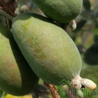 Feijoa / Fejoja Triumph (Feijoa sellowiana)