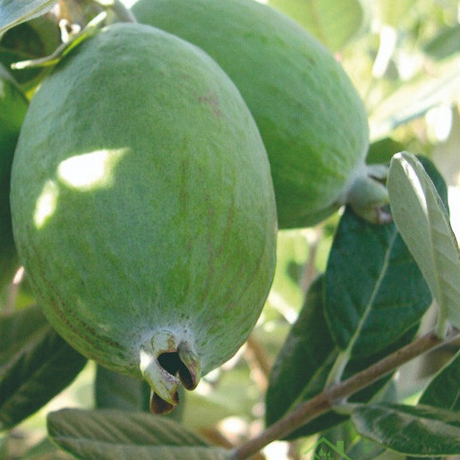 Feijoa / Fejoja Unique